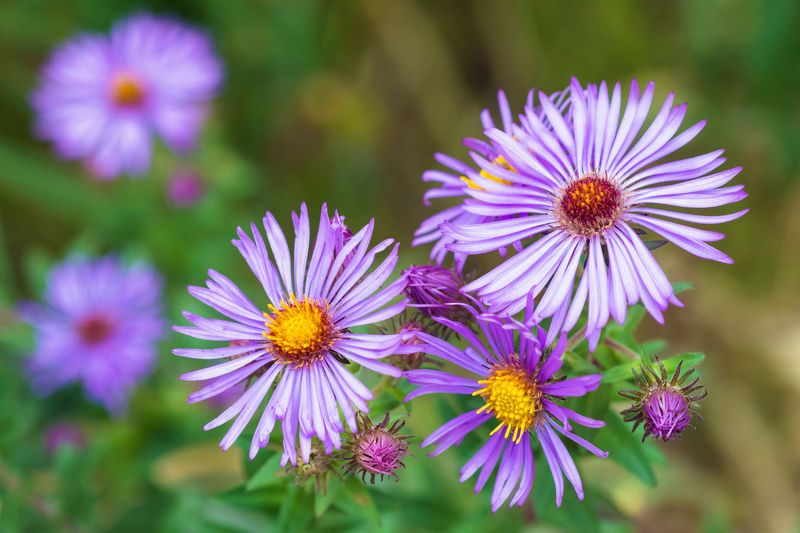 Asters