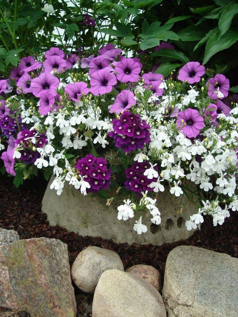 Verbena