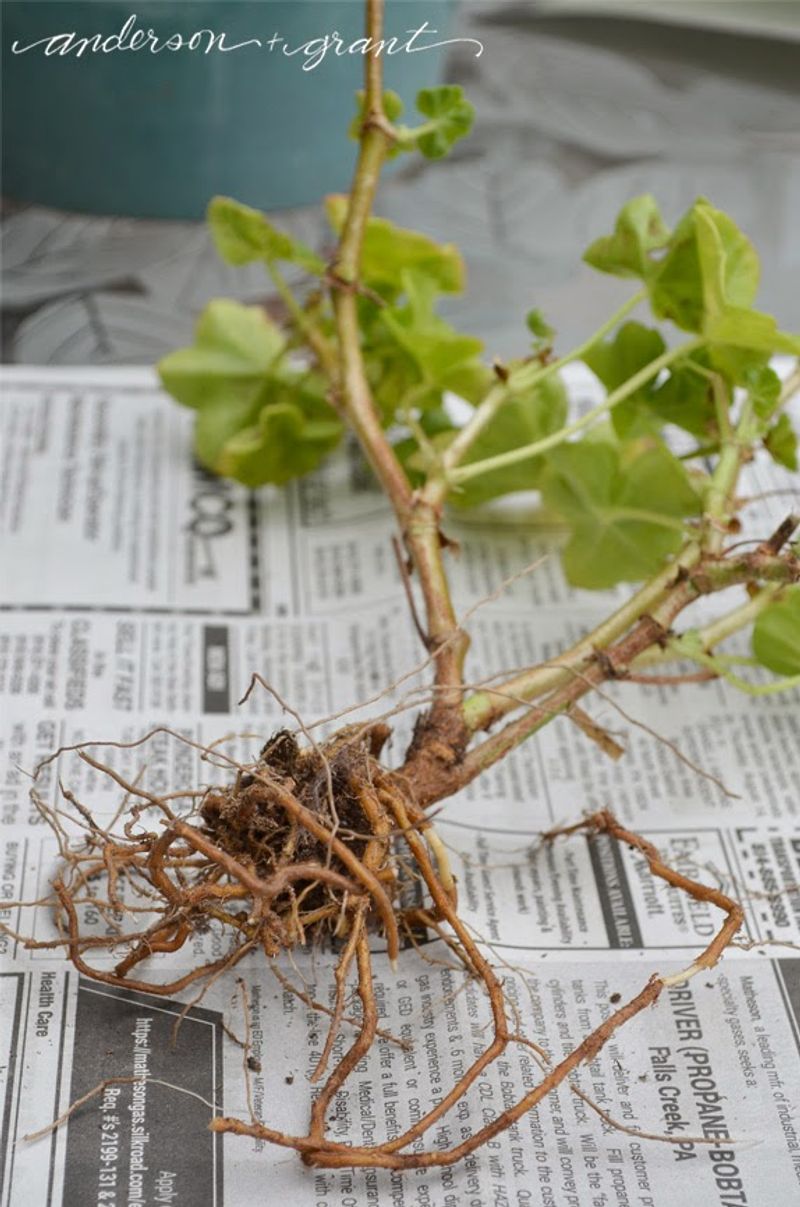 For Dormant Storage: Occasional Root Hydration