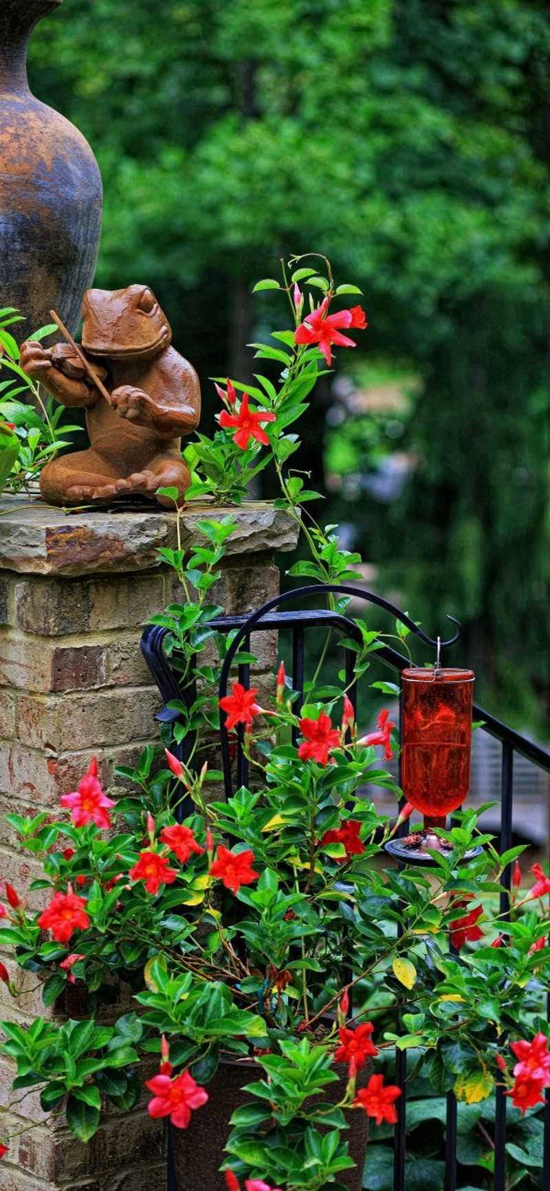 Red Mandevilla