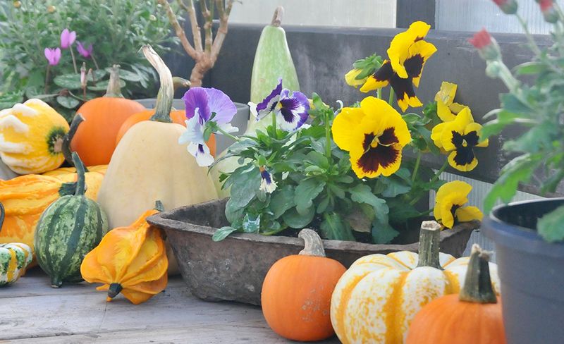 Pansies and Violas