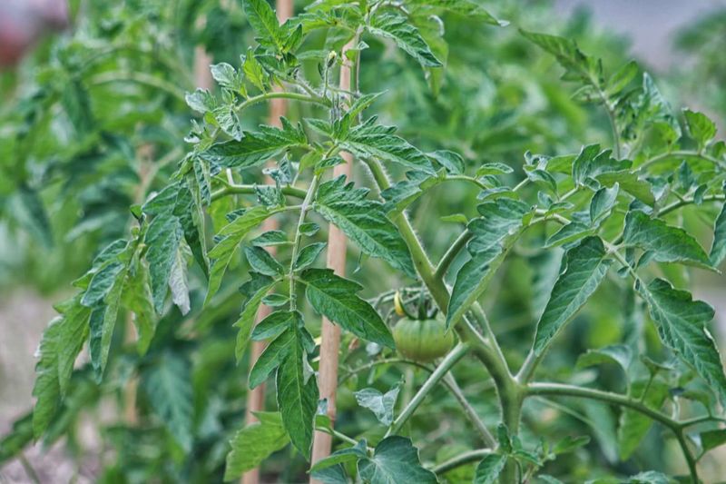 Check for Nitrogen Over-fertilization