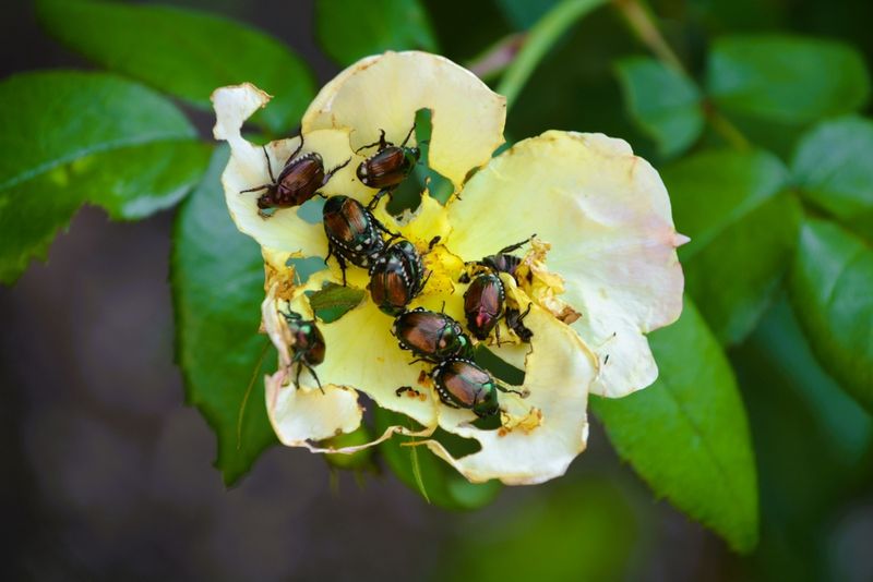 Remove targeted buds or blooms when beetle activity becomes heavy