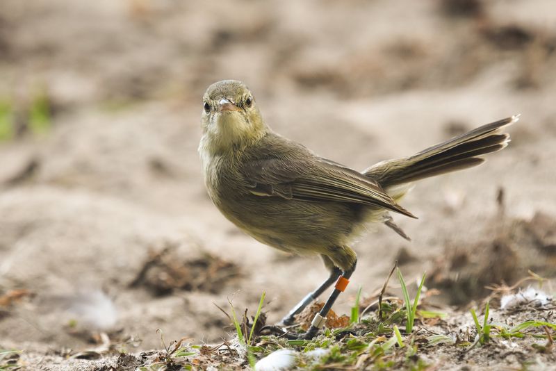 Seychelles Warbler