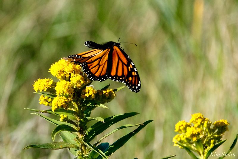 Goldenrod can supply late-season nectar
