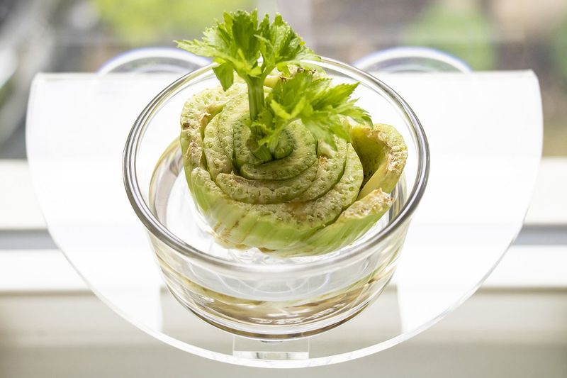 Celery