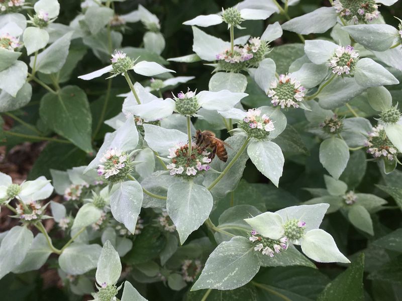 Build a diverse habitat around the mountain mint
