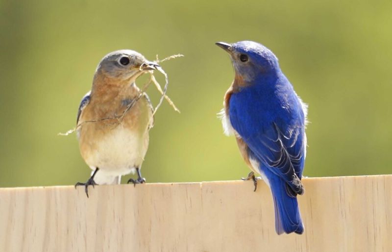 What one recurring bluebird can—and cannot—tell you