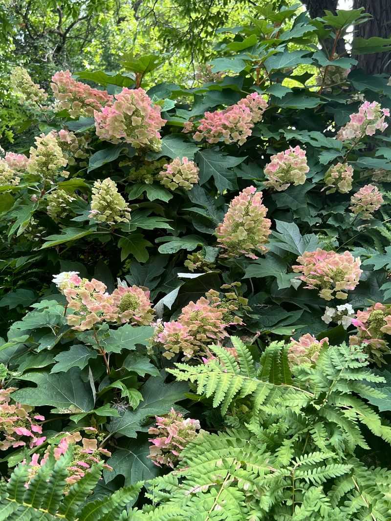 Compare flower clusters without relying on color or timing