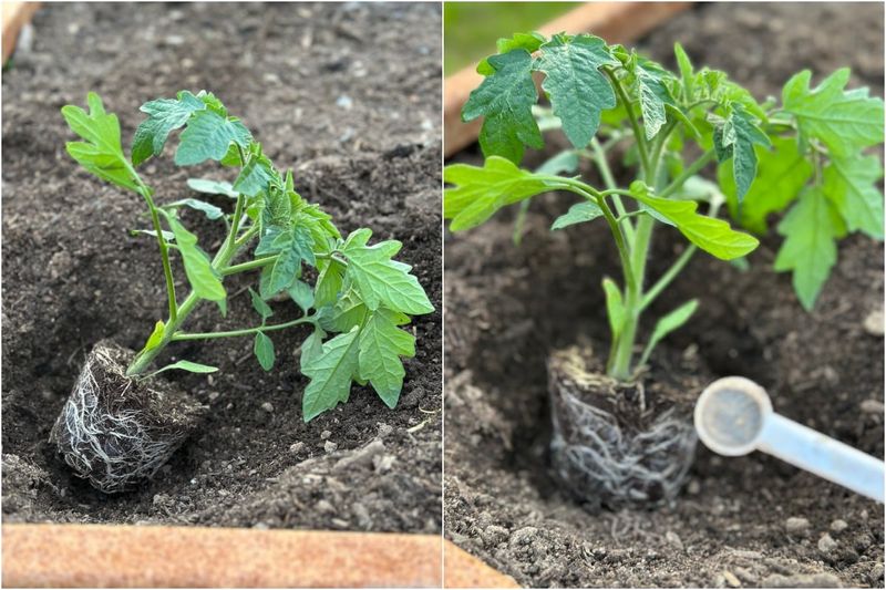 Bank Extra Nutrients Right Below Each Root Ball