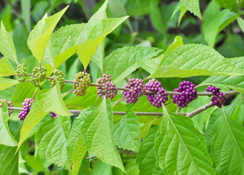 Beautyberry is native across North Carolina