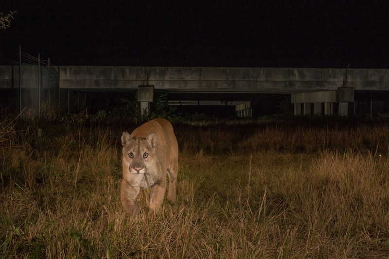 Researchers documented panthers using crossings at night