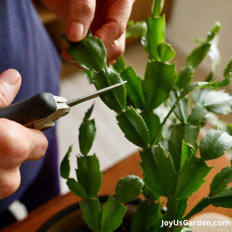 How to Pinch Without Weakening the Plant