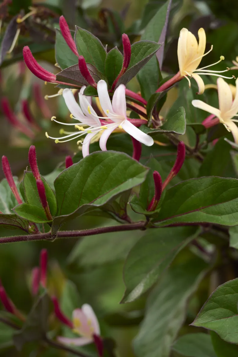 Honeysuckle