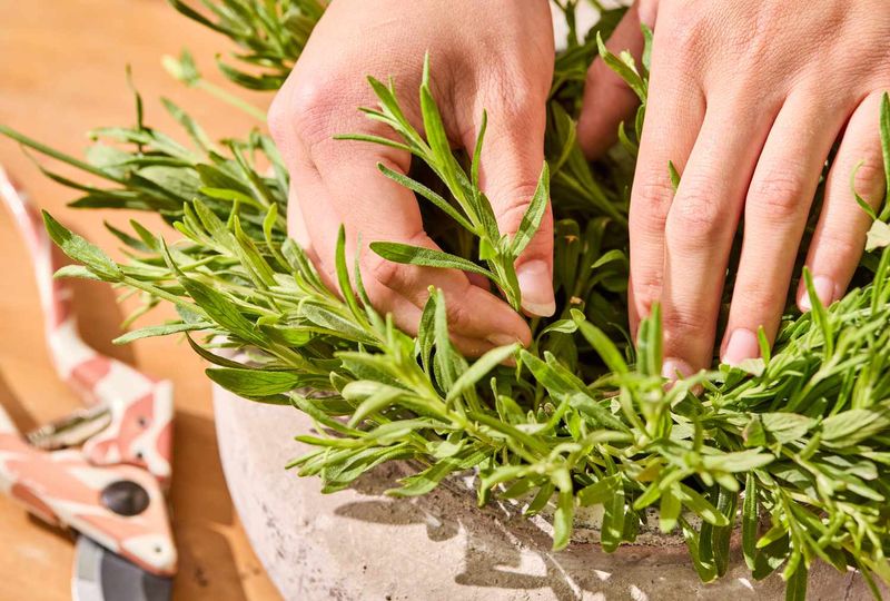Choose Suitable Stems From a Healthy Plant