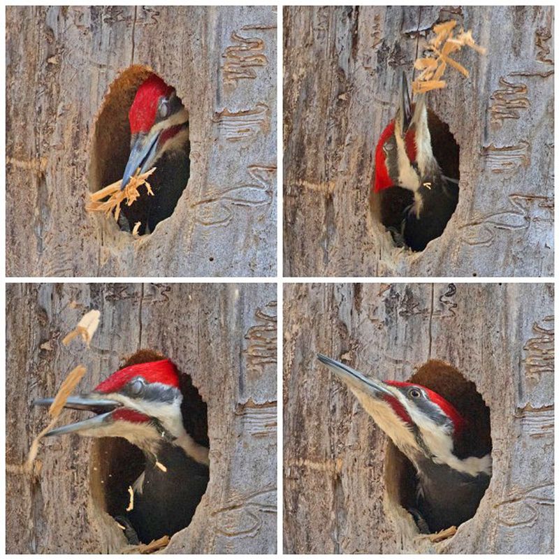 The woodpecker makes a large doorway that decay and smaller excavators may not provide