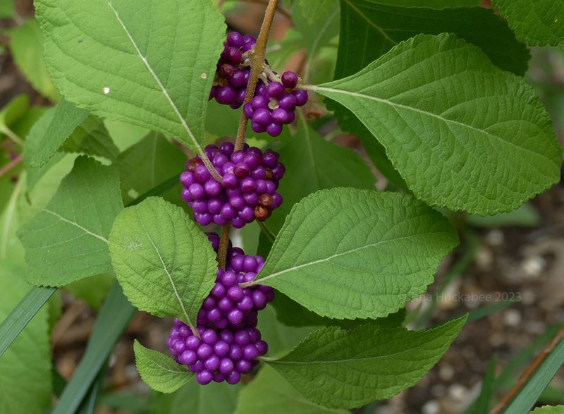 A native swap changes the winter structure of the border