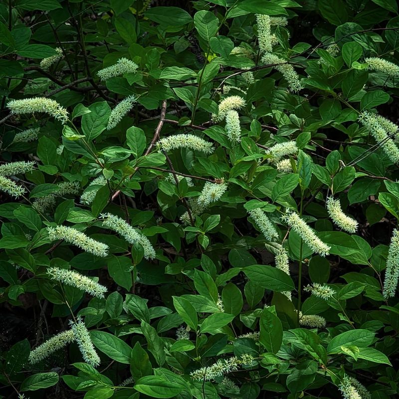 Virginia Sweetspire (Itea virginica)