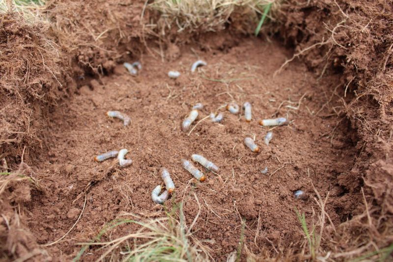 Treat only while the grubs remain reachable
