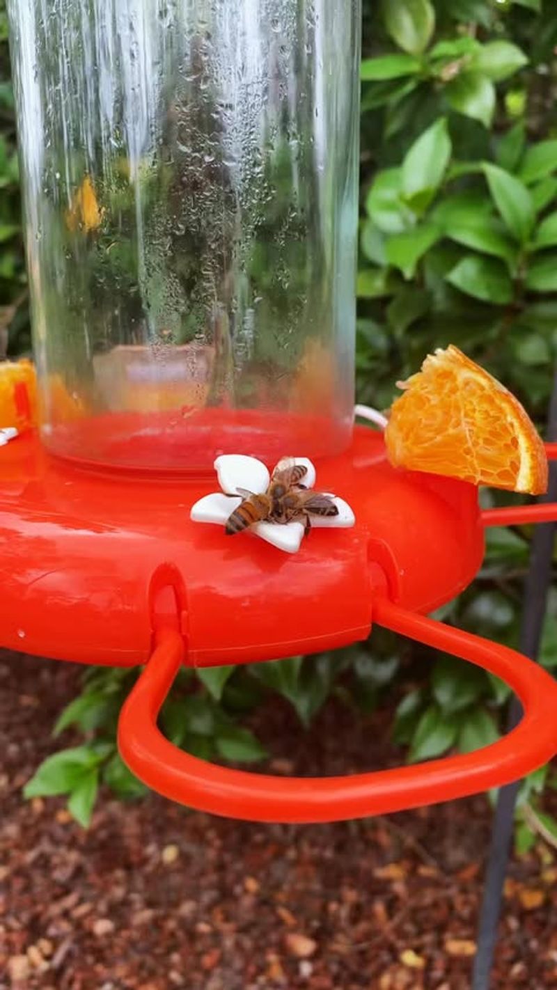 Overripe Fruit Fly Station