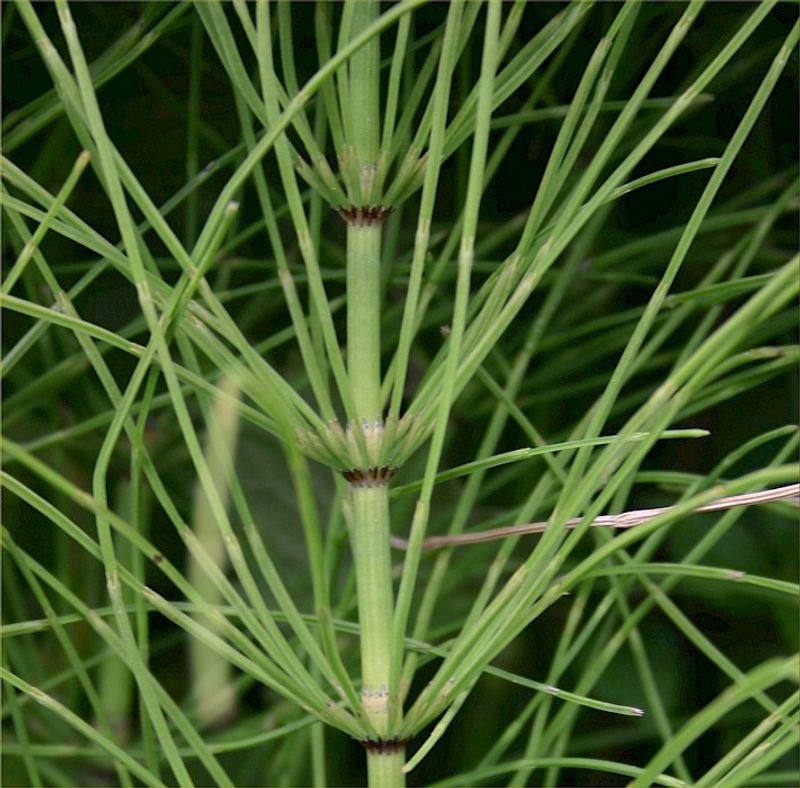 What silica-rich stems can—and cannot—explain
