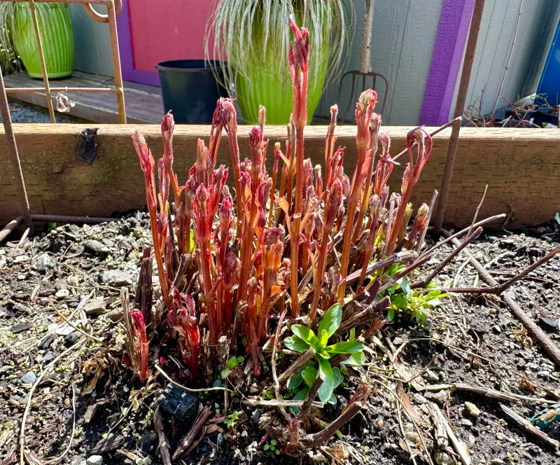 Treat a newly planted vine as a separate case