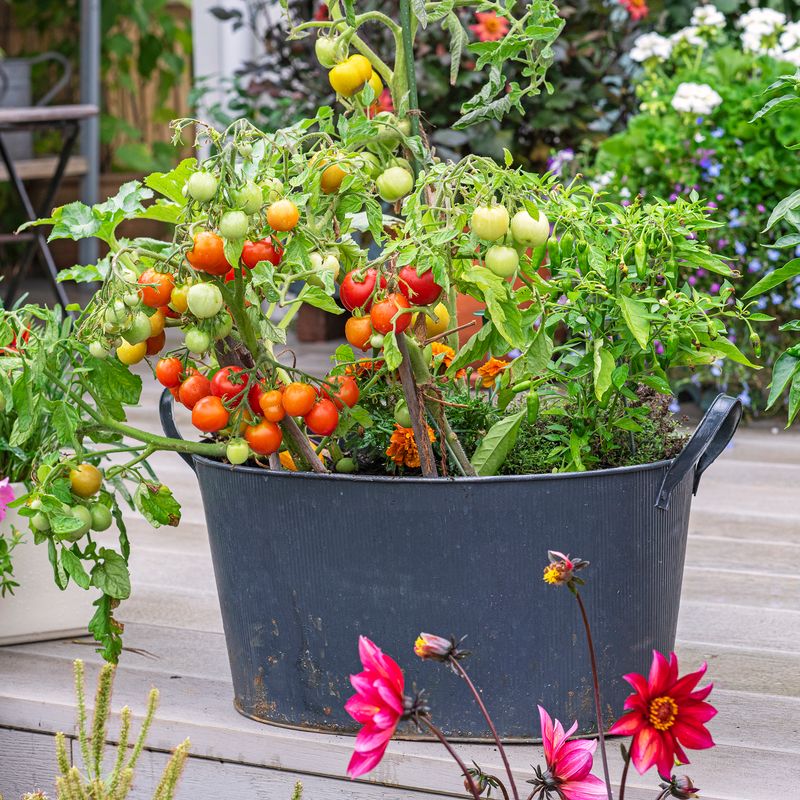 Container tomatoes dry on a different schedule