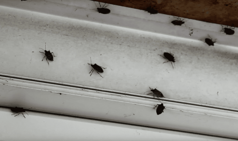 Treat insecticides as a limited backup