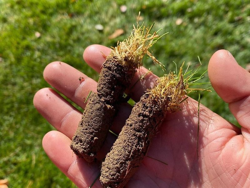 Core Aerate Compacted Soil
