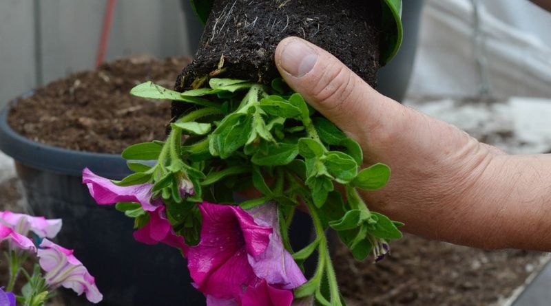 Crowded roots leave too little moisture reserve
