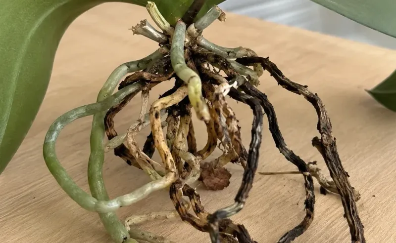 Too-dry or persistently soggy mix can stress an orchid