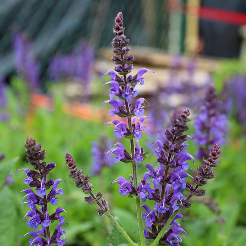 Salvia (Perennial Sage)