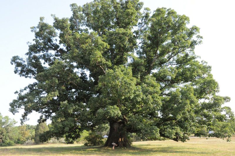 A native oak can be a long-term answer—but the site chooses the species