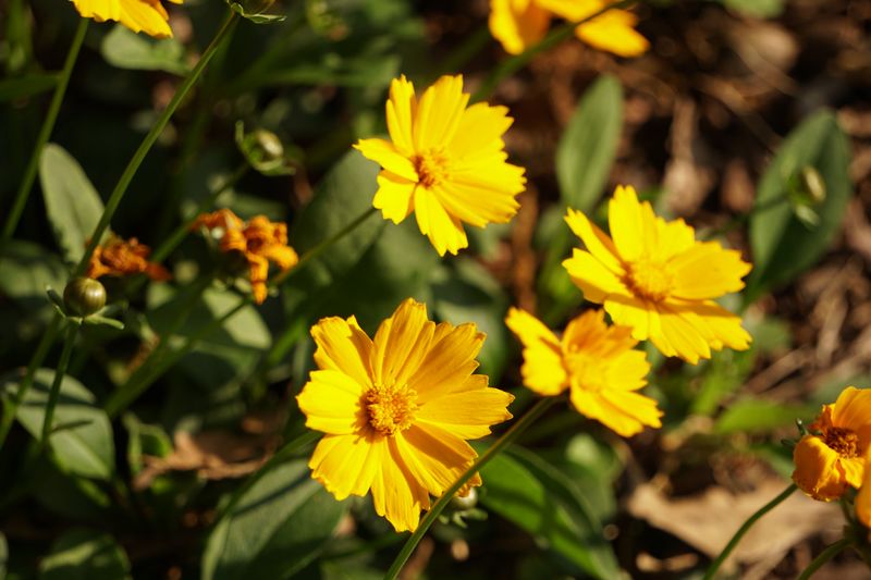 Lanceleaf Coreopsis