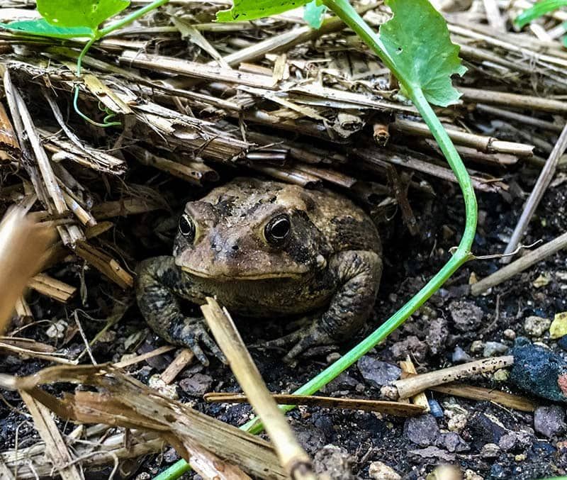 If you see a toad, leave it in suitable habitat when possible