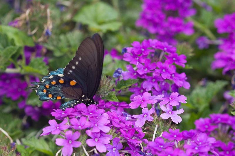 Verbena
