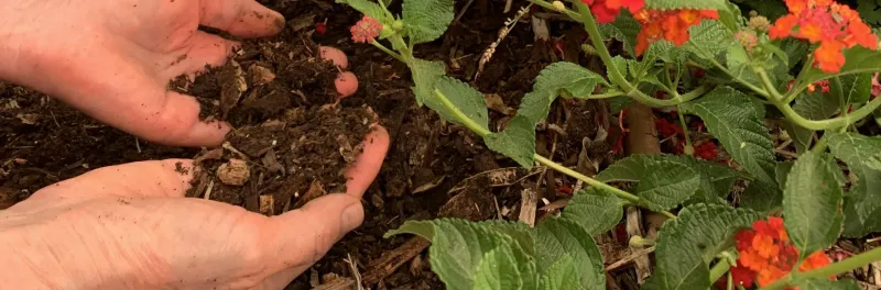 Choose an Amendment Based on Both Magnesium and Soil pH