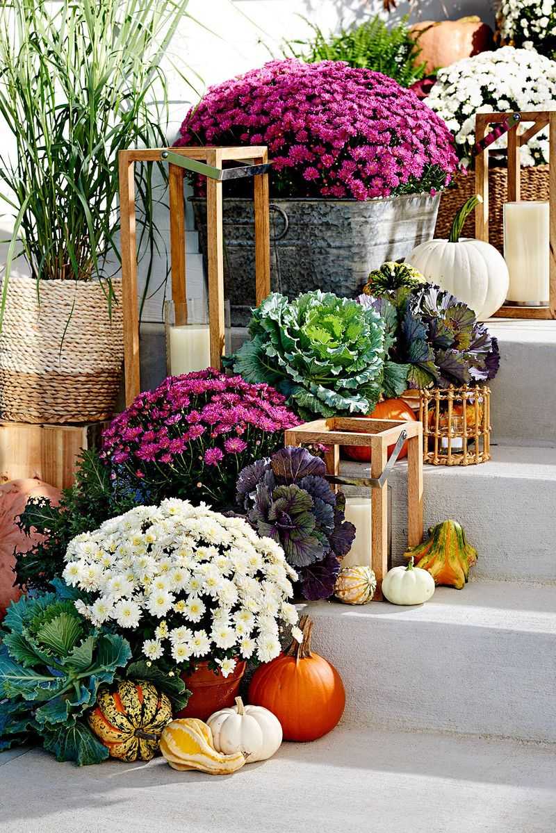 Chrysanthemums