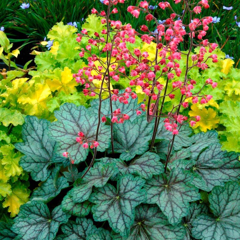 Heuchera (Coral Bells)
