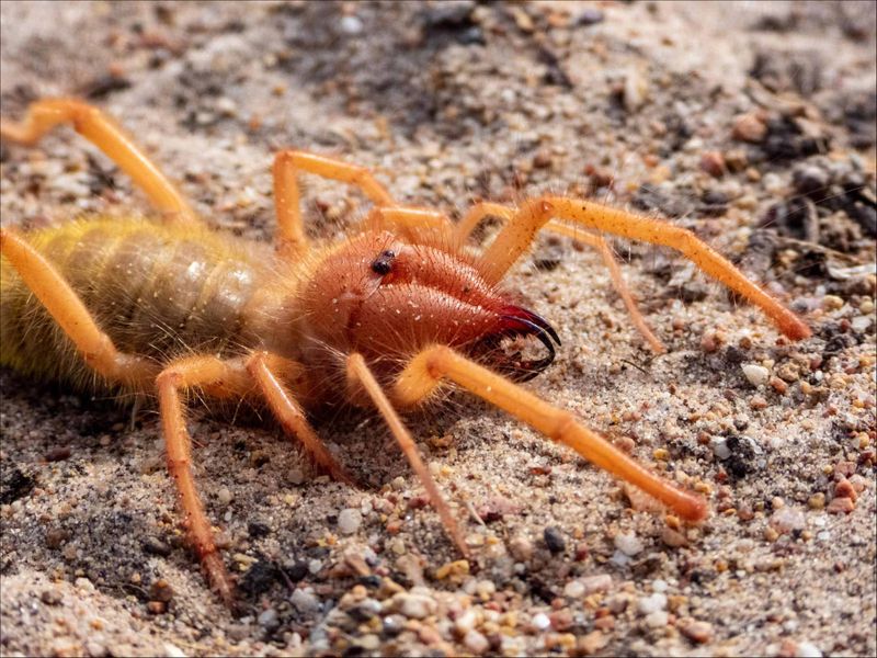 The Animal Behind the Camel-Spider Name