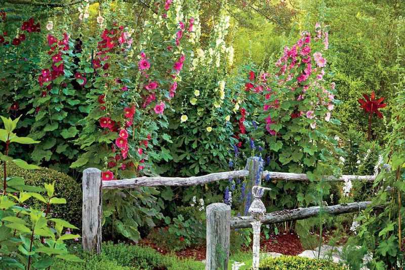 Hollyhock