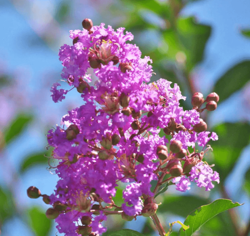 New growth explains the bloom—but not an August command