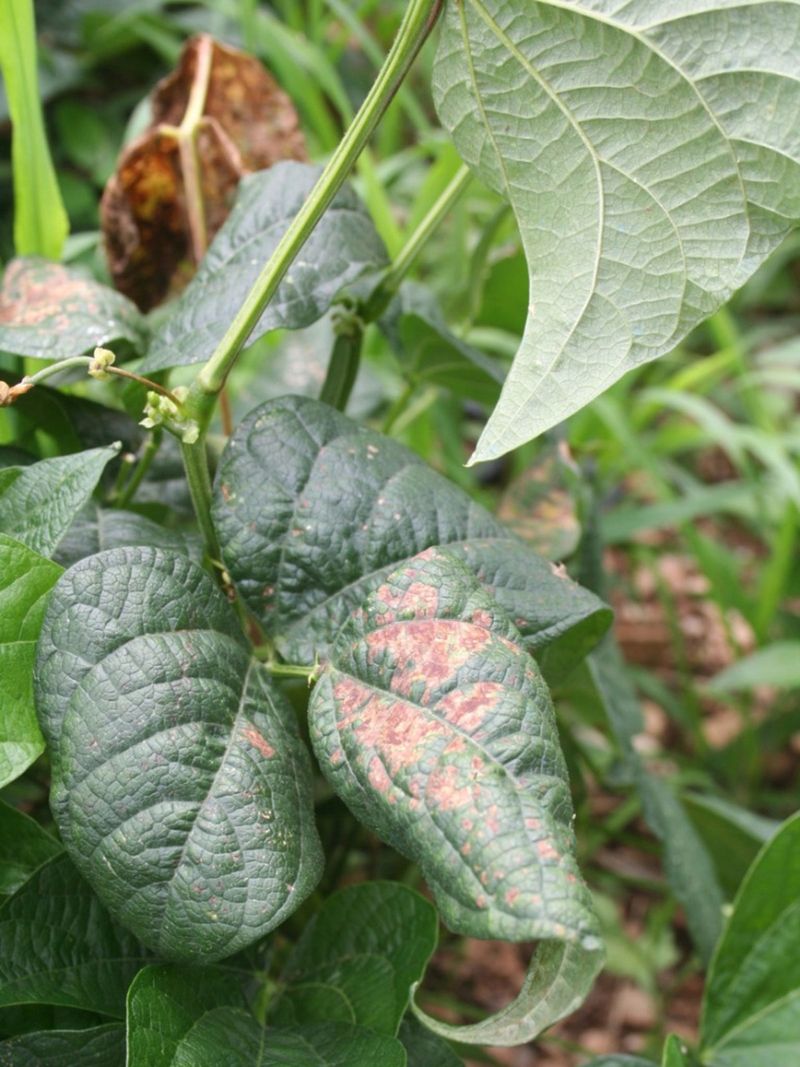 Inspect leaves, stems, and growth before thinning