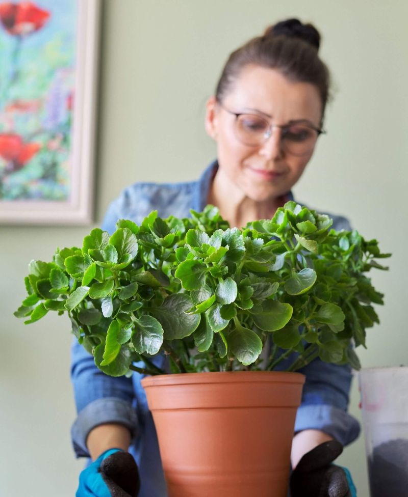 Why a store-bought kalanchoe may stop flowering