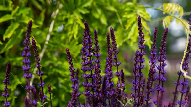 Salvia (Perennial Sage)