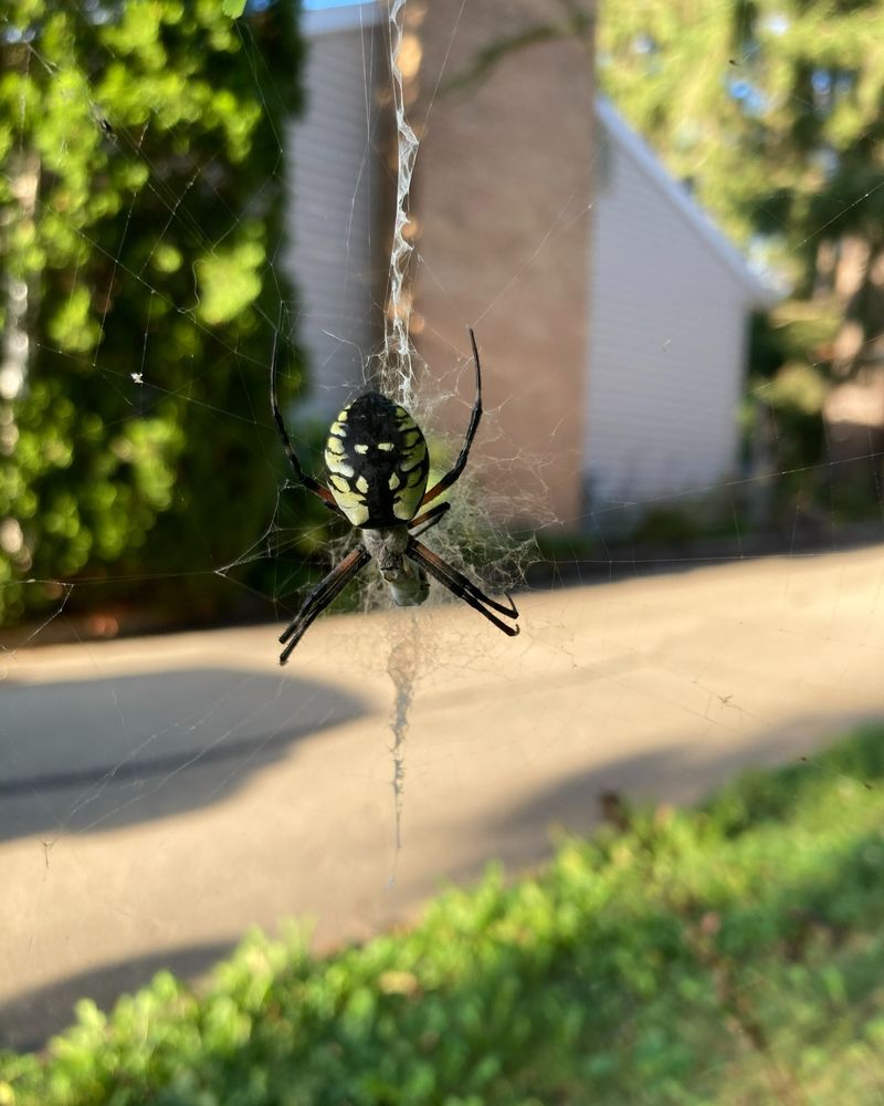 A web may be welcome, but it is not a yard health test