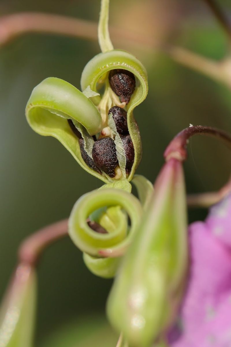 Formation Of Seed Pods