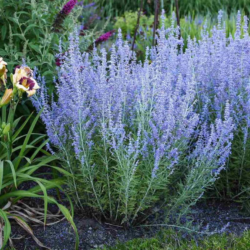Russian Sage (Perovskia)