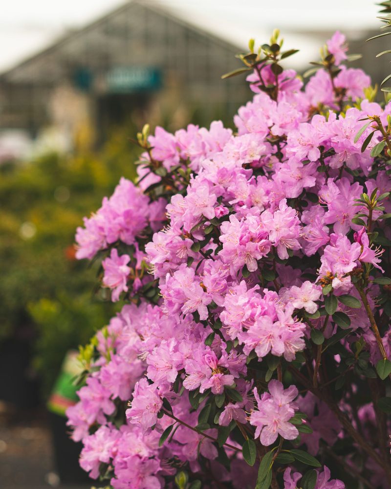 Spring-Flowering Old-Wood Bloomers (Hands Off)
