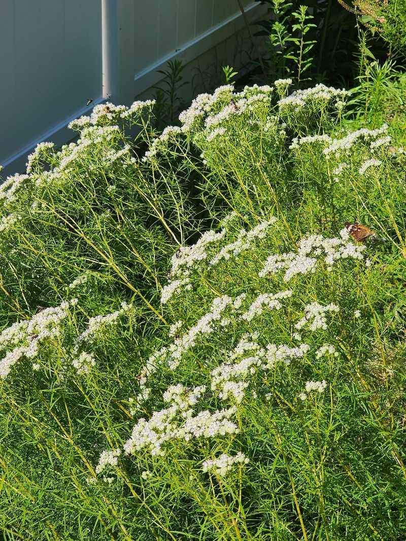 Narrow-leaf Mountain Mint (Pycnanthemum tenuifolium)